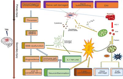 Iron Metabolism Disorders for Cognitive Dysfunction After Mild Traumatic Brain Injury